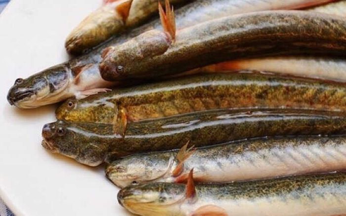 Loại cá trơn nhớt ở miền Tây xưa rẻ bèo, nay nửa triệu/ký là đặc sản phải ăn ít nhất 1 lần trong đời