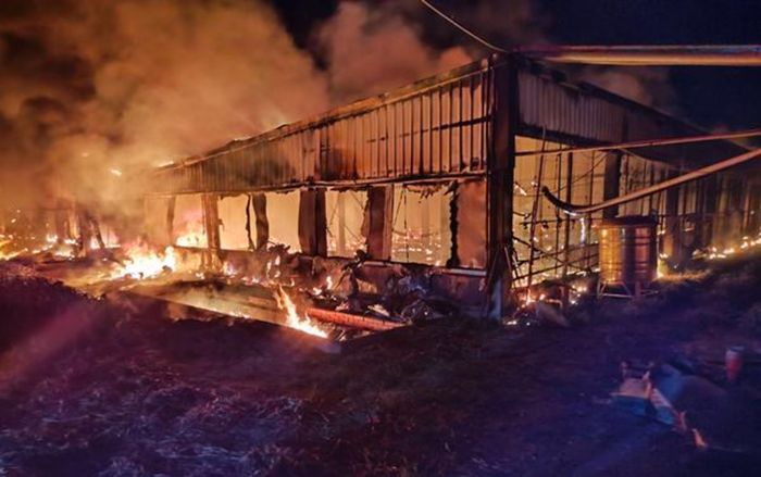 Trại ngỗng bốc cháy khiến 2.000 con chết thảm, thiệt hại hơn hàng chục tỷ đồng