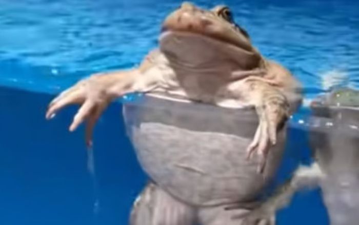 Tin vào 'bài thuốc dân gian', cụ bà 82 tuổi nuốt sống 8 con ếch để chữa đau lưng