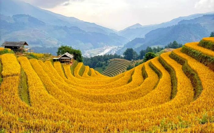 Điểm danh những cánh đồng lúa chín vàng đẹp nhất Việt Nam dịp cuối năm