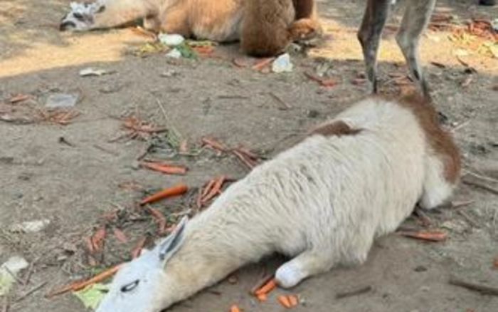 Động vật trong sở thú bỗng ngã quỵ trước mặt khách tham quan, nguyên nhân khiến mạng xã hội xôn xao