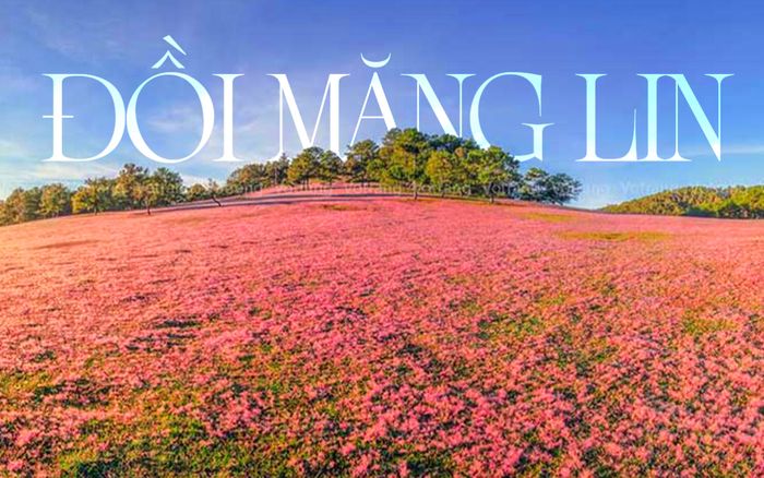 Đồi Măng Lin: Nghe Đà Lạt 'thì thầm' tiếng gió và hương thông