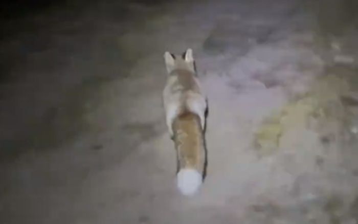 Người đàn ông đi leo núi bị lạc đường, kể lại sự việc ly kỳ được con 'hồ ly' giải cứu