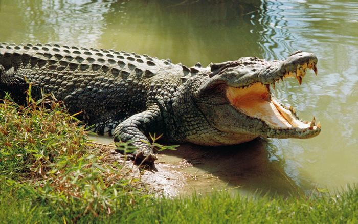 Cá sấu sổng khỏi khu du lịch, tấn công người ở Khánh Hoà