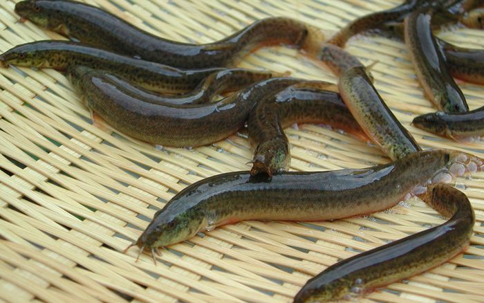 Loại cá được ví như 'nhân sâm dưới nước' ở miền Tây