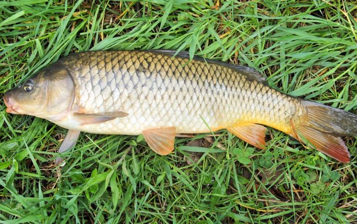 Loại cá bị chê tanh bùn, nay là đặc sản nức tiếng, kho với riềng ăn liền 3 chén cơm ngon hết sảy