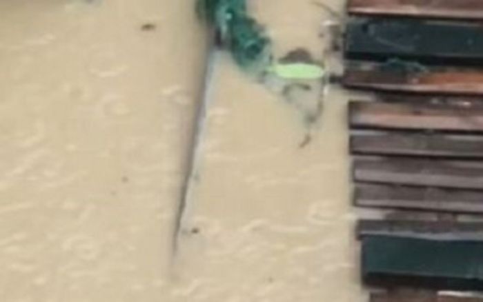 Con 'quái vật' bị nước lũ cuốn vào ngôi làng, người dân hoảng hồn khi chứng kiến