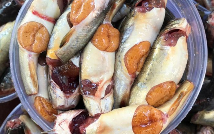 Loại cá chỉ có một mùa duy nhất trong năm, bụng đầy trứng vàng ươm