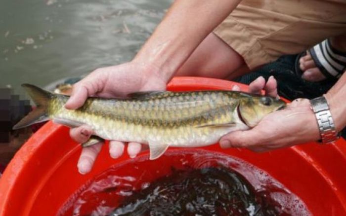 Loài cá chỉ có ở sông Nho Quế, ăn một lần là nhớ mãi, nhưng không phải có tiền là mua được