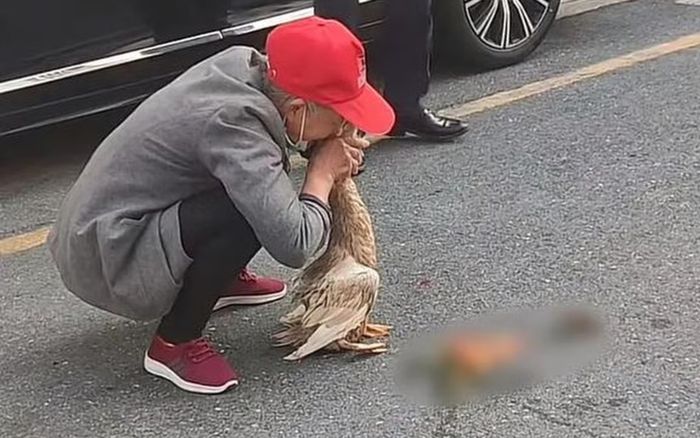 Cụ bà ôm con vịt khóc nấc trên đường, biết lý do ai cũng rơi nước mắt