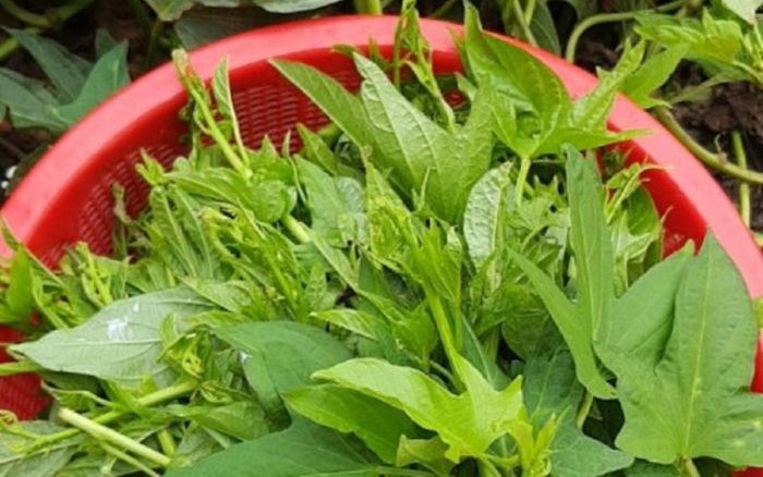 Chuyên gia Mỹ công bố 1 loại rau giúp ngừa ung thư cực tốt, ở Việt Nam mọc dại, bán rất rẻ