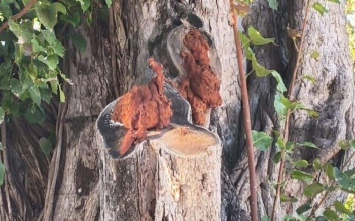 Khối u kỳ lạ xuất hiện trên thân cây bồ đề, người dân đổ xô đến xem