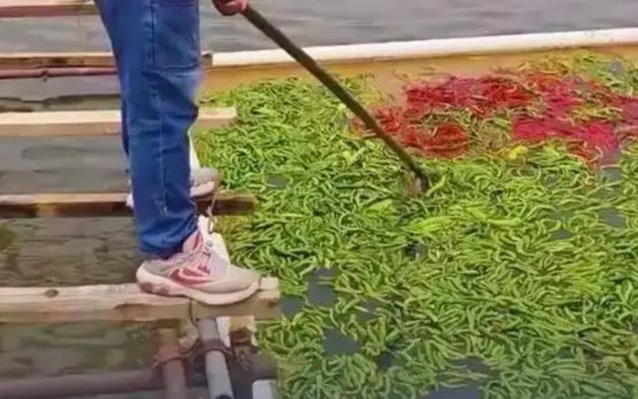 Trang trại nuôi cá gây sốc khi cho ăn 5 tấn ớt mỗi ngày, người chủ giải thích lý do đằng sau