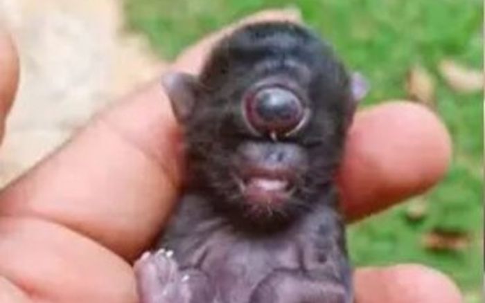 Mèo mẹ đẻ ra đứa con có ngoại hình kỳ dị, chủ nhà sợ hãi khi chứng kiến