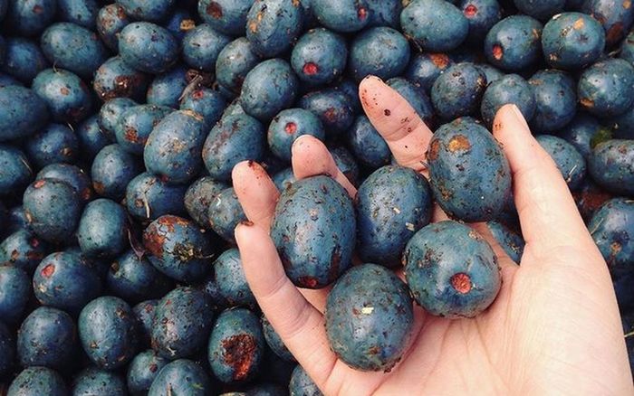 Đặc sản độc nhất vô nhị của Phú Thọ, phải kho cùng cá mới đúng bài