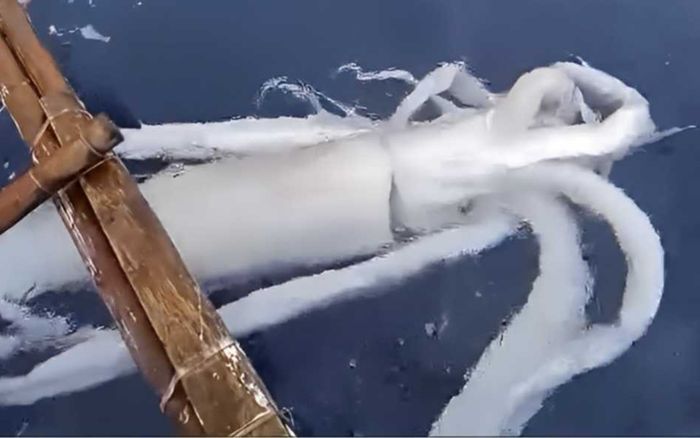 Nhóm ngư dân câu được con 'mực quái vật', kích thước khiến ai cũng sửng sốt