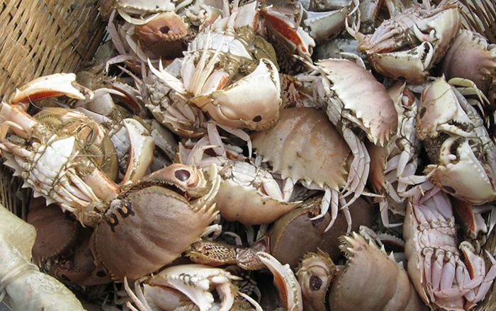 Loài vật có tên lạ nhìn như cua nhưng không phải, là đặc sản miền Tây, rang me ăn ngon quên lối về