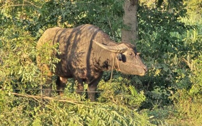 Cha chồng và con dâu bị con trâu nặng 800 ký húc tử vong, hiện trường gây bàng hoàng