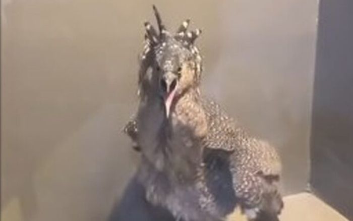 Con chim lạ bay vào đậu ở ban công, chủ nhà sợ hãi cầu cứu cộng đồng mạng