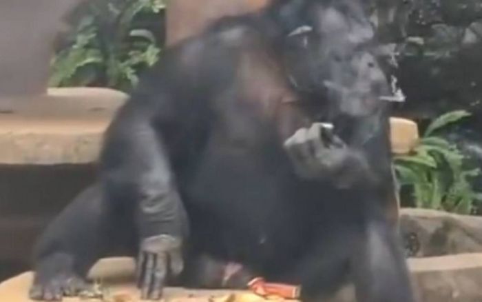 Con vật trong vườn thú bị phát hiện hút thuốc, 'nhả khói' thành thạo khiến cộng đồng mạng xôn xao