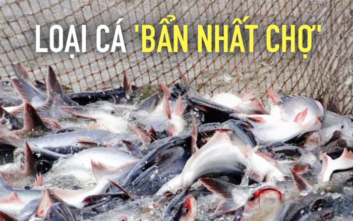 Loại cá bị chê 'bẩn nhất chợ', giờ là đặc sản miền Tây, phơi khô chiên giòn ăn ngon hết sảy