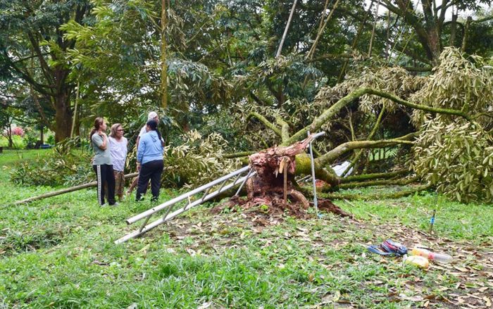 Gió mạnh khiến cây sầu riêng khổng lồ đổ sập đè trúng nam công nhân, hiện trường gây đau lòng