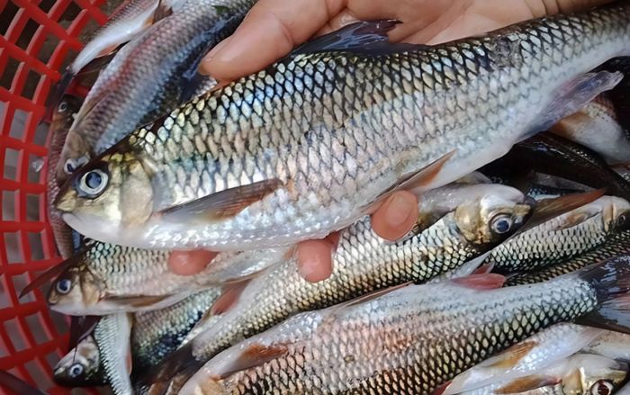 Chuyên gia cảnh báo 5 bộ phận cực độc của cá, ăn dễ nhập viện nguy kịch