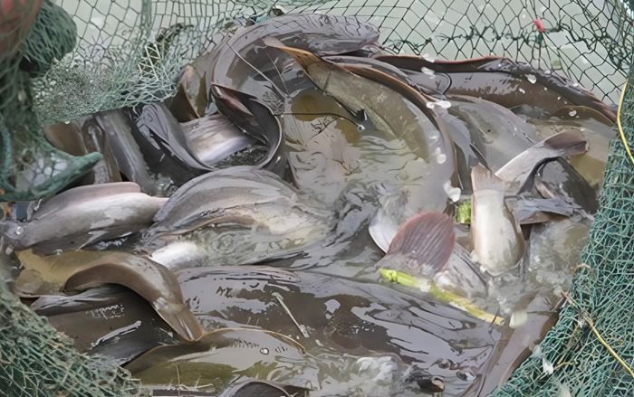 Loại cá bị chê bẩn vì sống ở bùn, nay là đặc sản miền Tây, nướng muối ớt với kho gừng ngon hết sảy