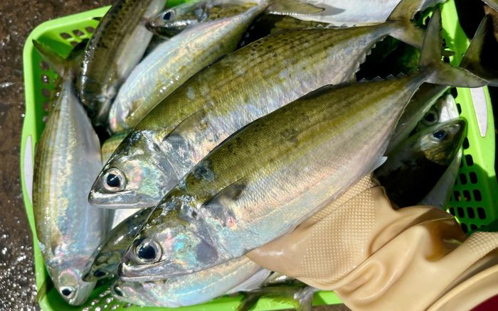 Loại cá đặc sản miền Trung óng ánh như dát bạc, kho cà ăn ngon tới 2 bát cơm còn thèm