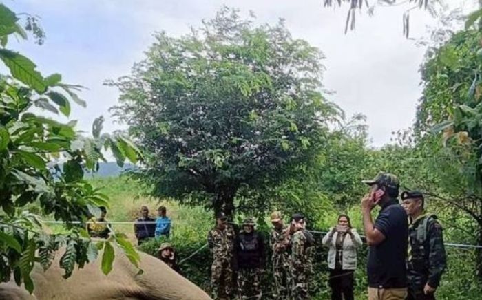 Con thú lớn bị điện giật chết trong vườn, người dân xôn xao đến xem