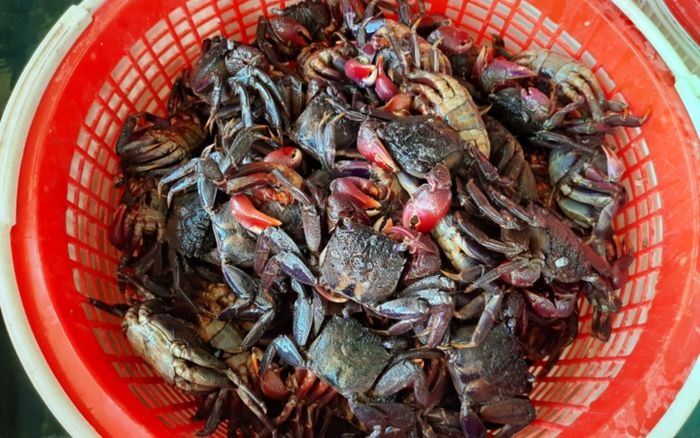 Loài vật như cua đồng là đặc sản miền Tây: Làm mắm ăn miễn chê, con cái ngon hơn con đực