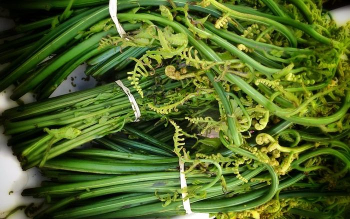 Loại rau được ví là 'rau trường sinh', tốt như thuốc bổ: Ở Việt Nam mọc dại, ít người biết