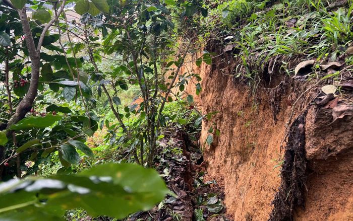 Xuất hiện vết nứt dài 100m ở Lâm Đồng, có nguy cơ sạt lở