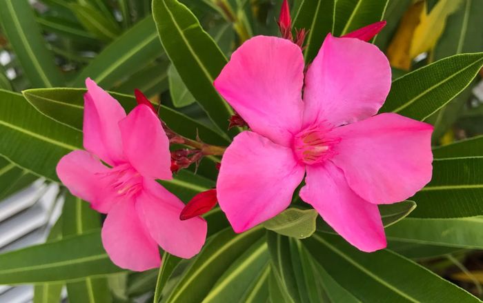 Chuyên gia Mỹ cảnh báo 5 loại cây cực độc, tuyệt đối không trồng trong nhà, dễ gây hại sức khỏe