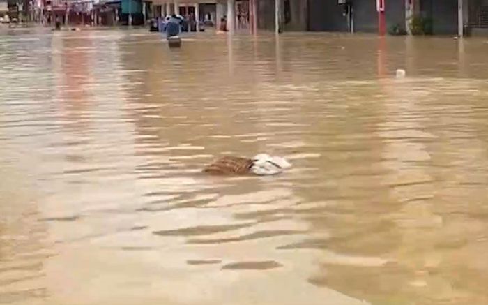 Con 'quái vật' trôi vào nhà theo dòng nước lũ, người dân hoảng sợ khi chứng kiến