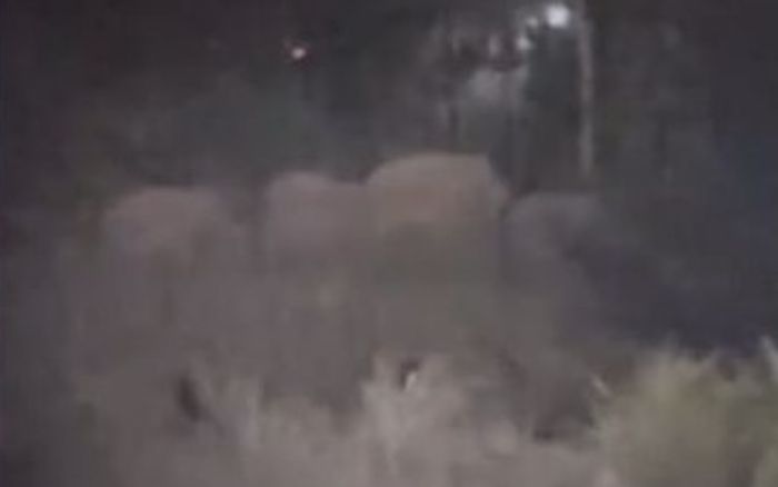 Hàng chục sinh vật khổng lồ băng qua khu rừng trong đêm, cảnh tượng gây hoang mang