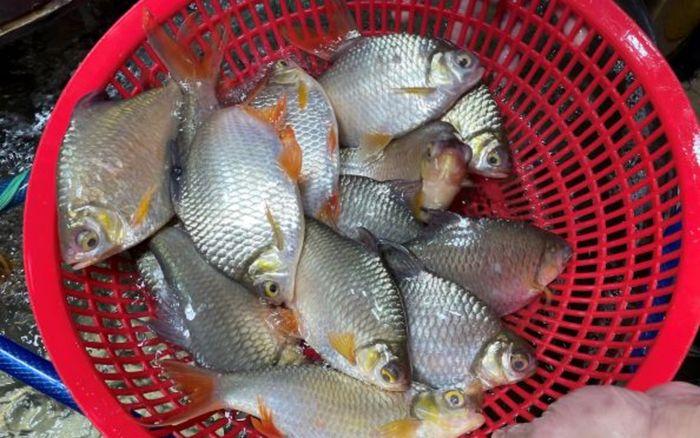 Loại cá bị chê vì nhiều xương dăm, nay là đặc sản miền Tây, kho lạt ăn cực ngon vì thịt mềm ngọt