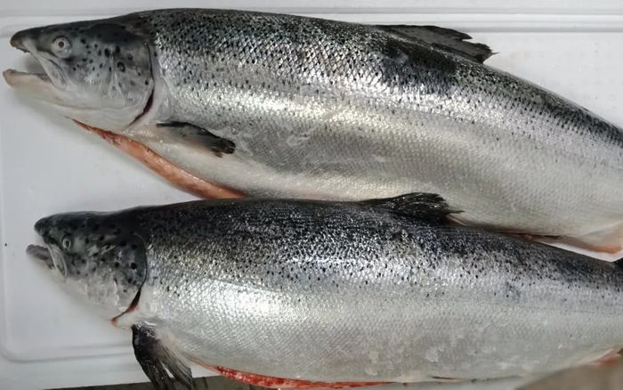 Chuyên gia Mỹ đánh giá 1 loại cá tốt nhất thế giới, bổ tim mạch, ở Việt Nam bán rất nhiều