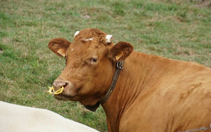 Người đàn ông 45 tuổi đang ngủ thì bị con bò nặng 1 tấn rơi từ mái nhà đè trúng tử vong, mẹ ruột đau đớn