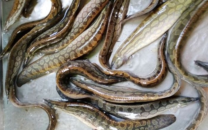 Loại cá nhìn như con lươn, nhiều người sợ xanh mặt là đặc sản miền Tây, kho nghệ ăn 2 chén cơm còn thèm