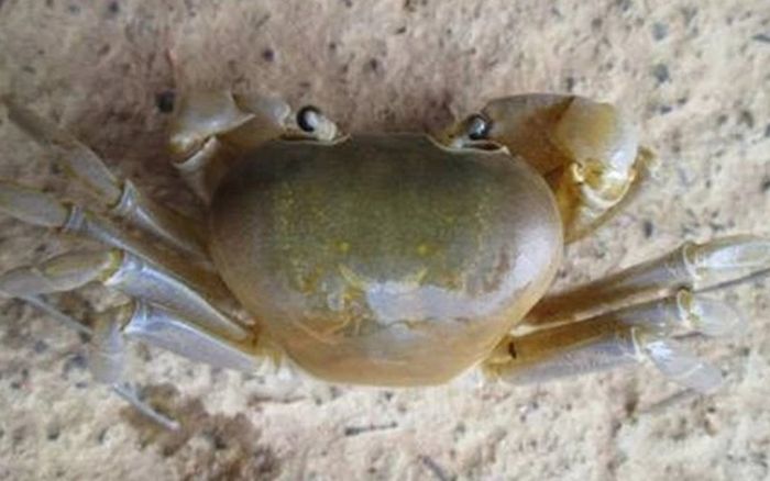 Loài cua với cái tên vừa nghe đã thấy thẹn thùng, giá không rẻ vẫn được lùng mua