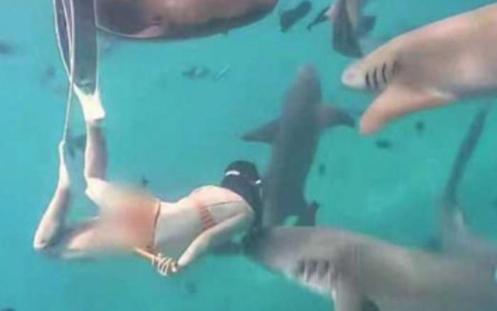 Nữ du khách bị cá mập cắn khi lặn biển, thái độ sau đó khiến cộng đồng mạng tranh cãi