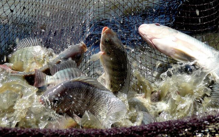 Loại cá rẻ bèo ở Việt Nam được người Mỹ ưa chuộng, độ bổ dưỡng khỏi cần bàn