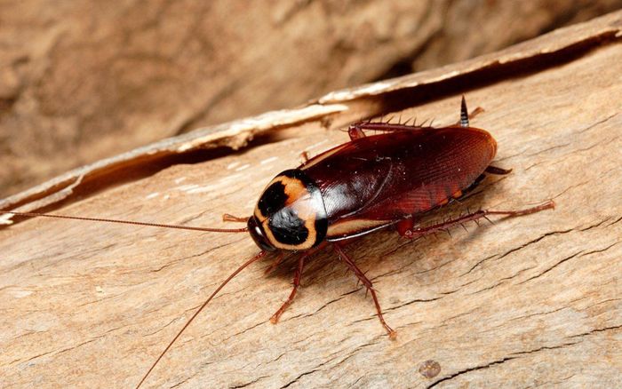 Nuốt con gián sống 10cm để giành giải thưởng, người đàn ông qua đời ngay sau đó