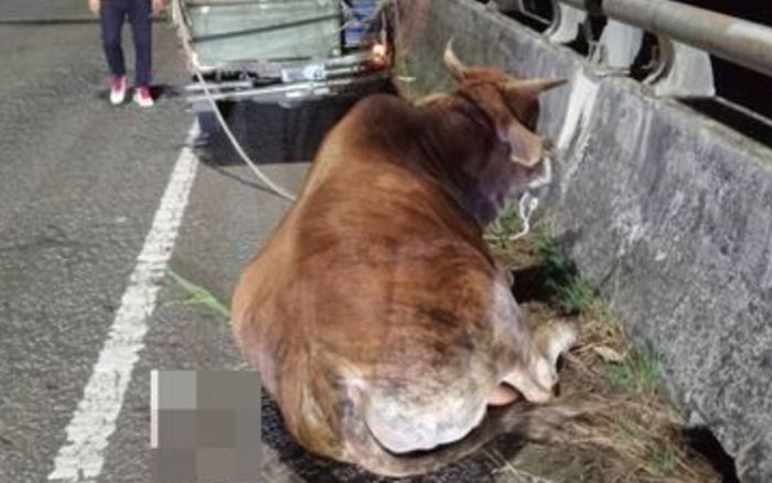 Con bò bị kéo lê giữa đường bằng xe tải đến chảy máu, danh tính 'thủ phạm' khiến ai cũng phẫn nộ