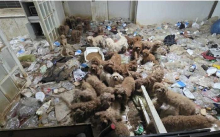 Cảnh sát đột kích ngôi nhà bốc ra mùi hôi thối, kinh hoàng trước cảnh tượng bên trong