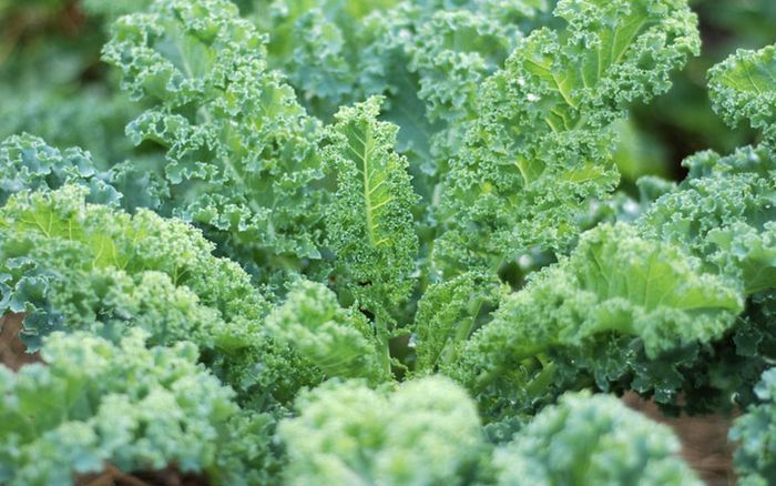 4 loại rau được xem như 'báu vật' vào mùa đông