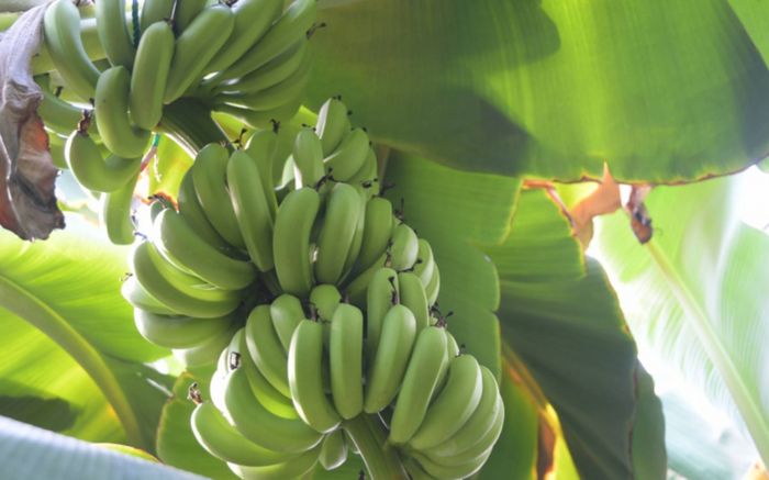 Ăn trộm chùm chuối trong vườn, người đàn ông 59 tuổi bị tuyên án tù