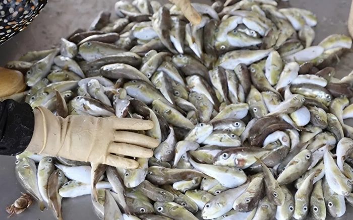 Loại cá kịch độc dễ gây tử vong nếu ăn nhầm, nhiều người vẫn vô tư không sợ
