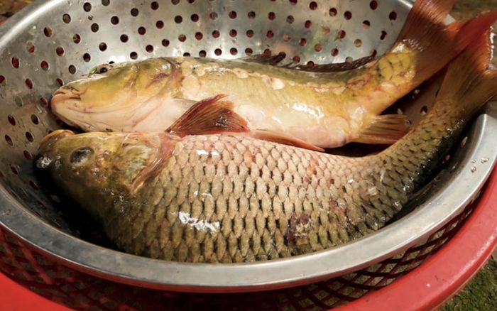 Loại cá giòn sần sật, giá đắt gấp 3 lần cá thường vẫn cháy hàng, om dưa ăn ngon quên lối về